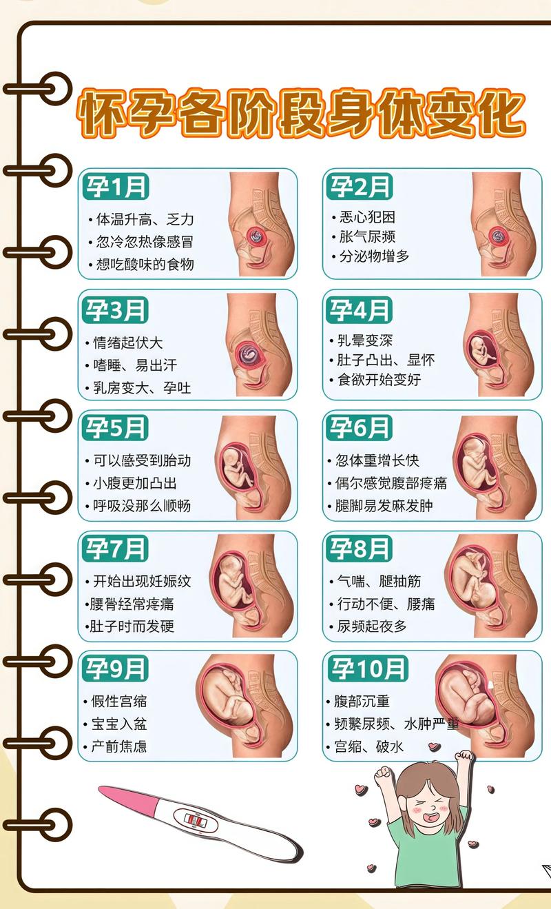 揭秘供卵代孕妈妈怀孕小腹分两节，孕期变化的奥秘綦江代生机构: